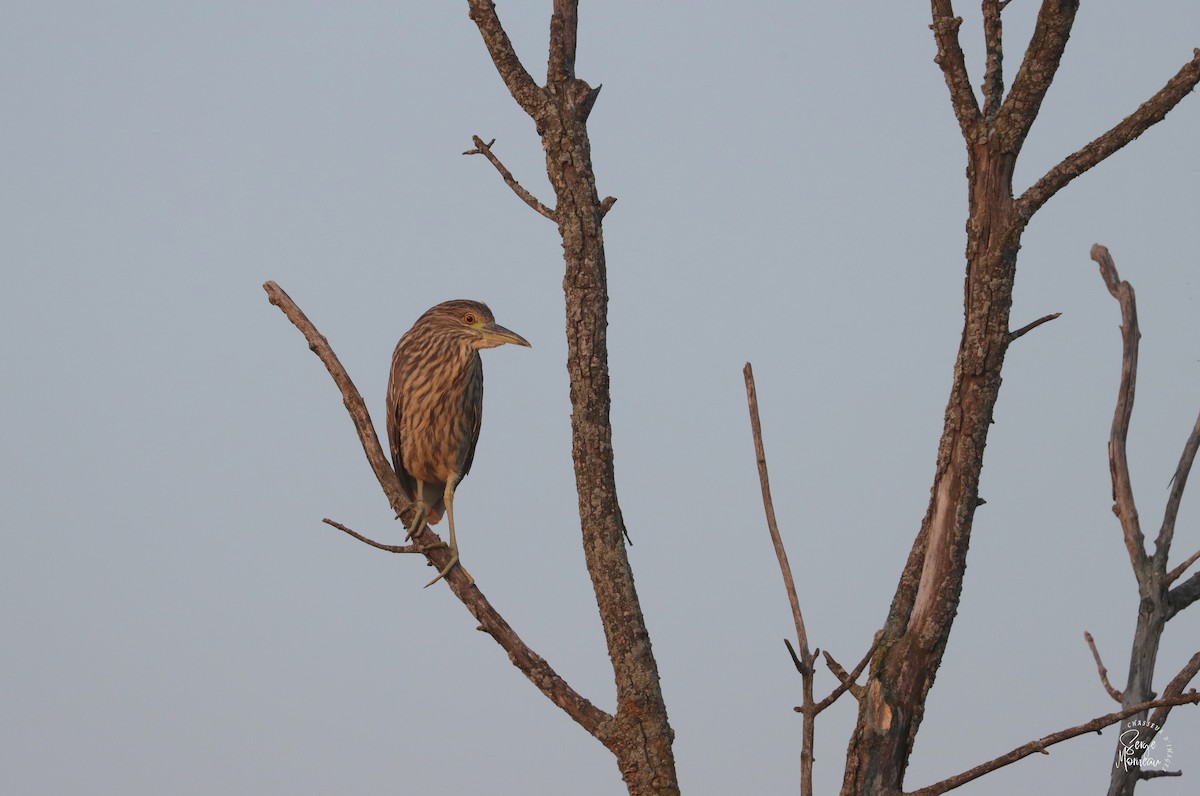 Black-crowned Night Heron - Serge Morneau