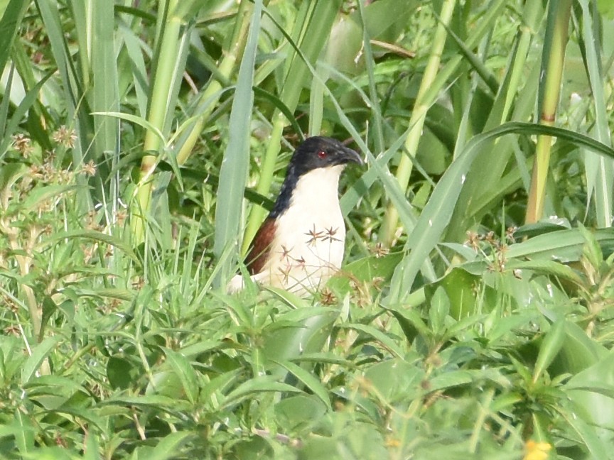 Blue-headed Coucal - ML623698487