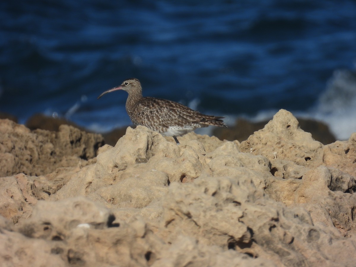 Chiurlo piccolo (phaeopus) - ML623698507