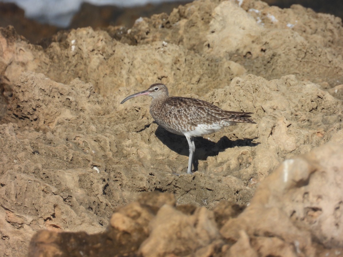 Chiurlo piccolo (phaeopus) - ML623698508