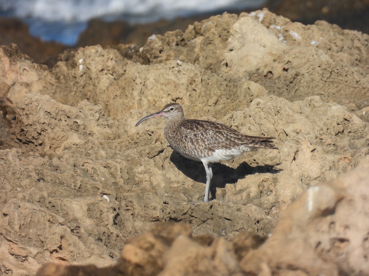 Chiurlo piccolo (phaeopus) - ML623698509