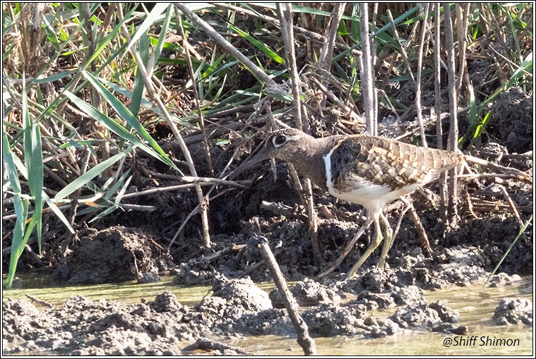 Greater Painted-Snipe - ML623698517