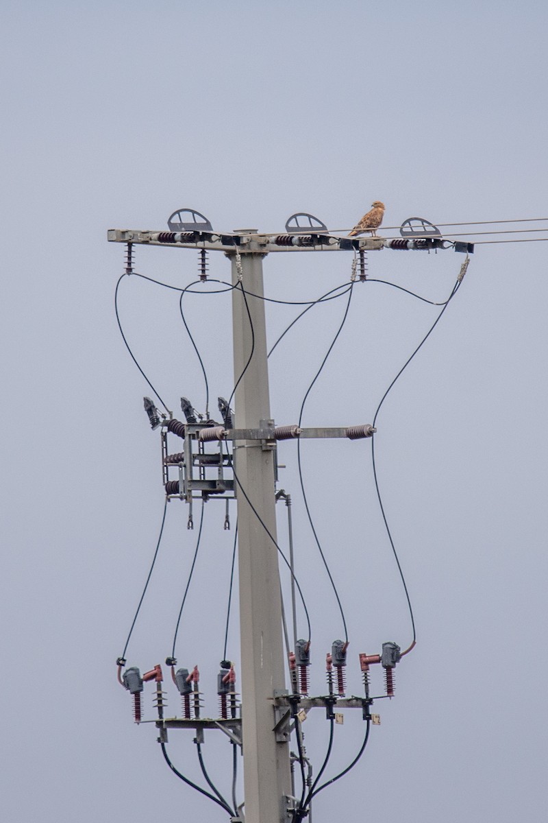 Long-legged Buzzard - ML623698559