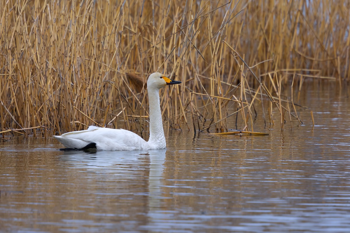 Tundra Swan - ML623698560