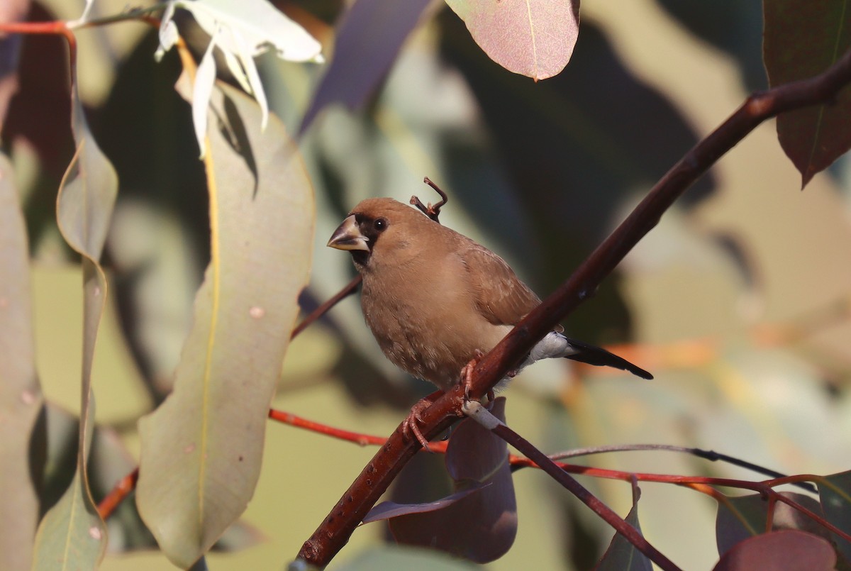 Masked Finch - ML623698597