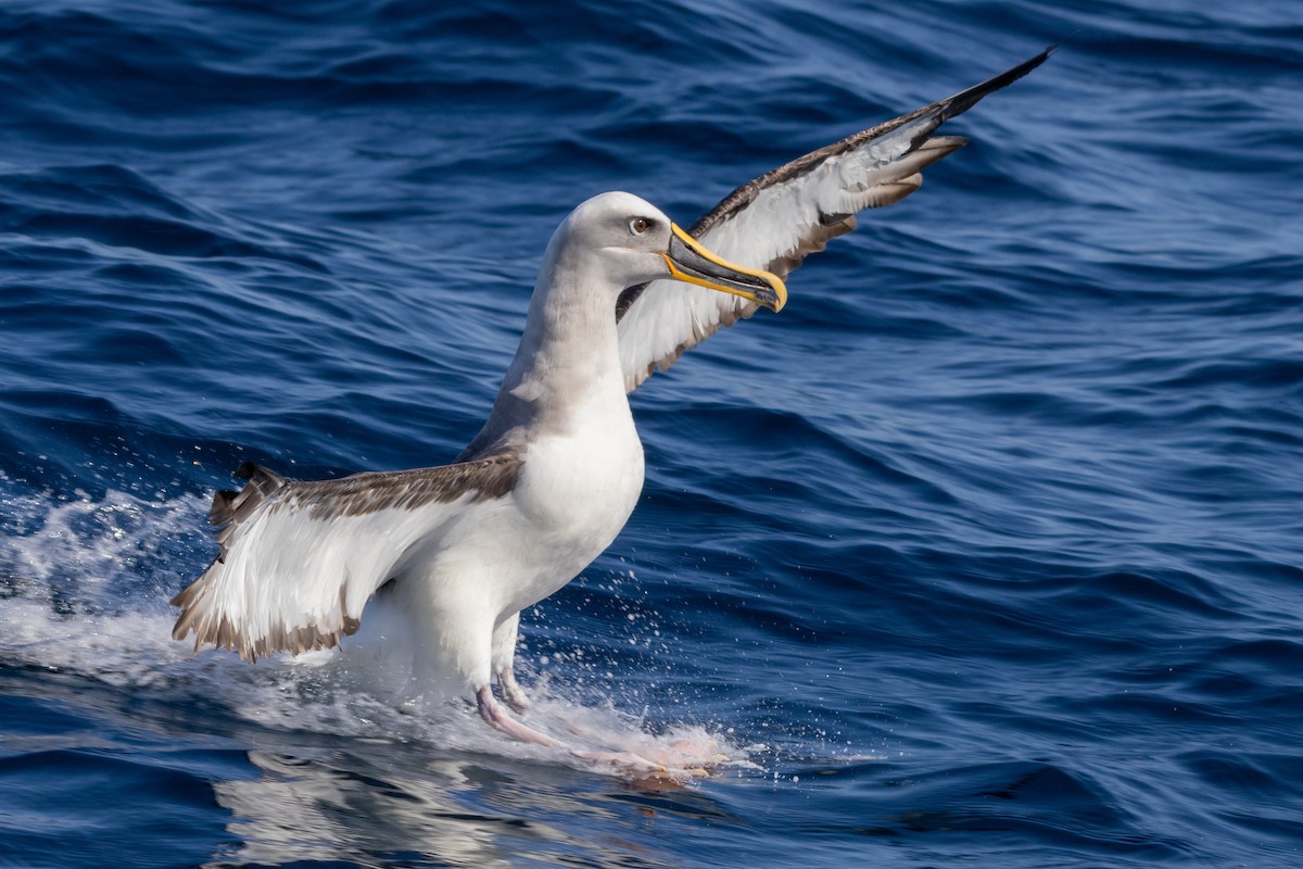 Bulleralbatros - ML623698602