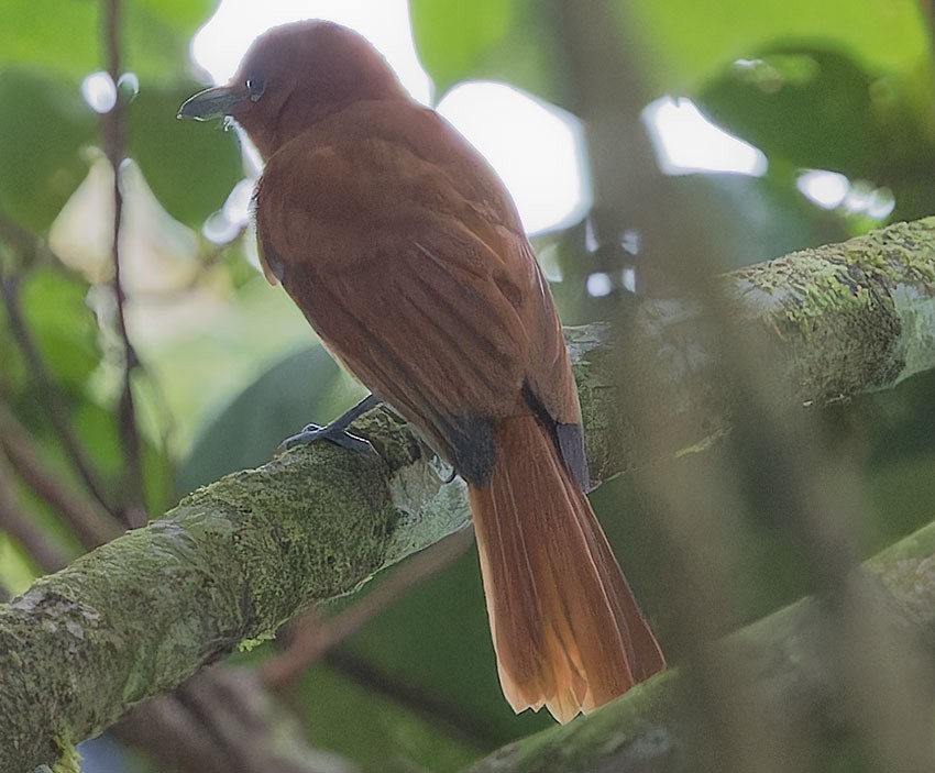 Rufous Paradise-Flycatcher - ML623698608