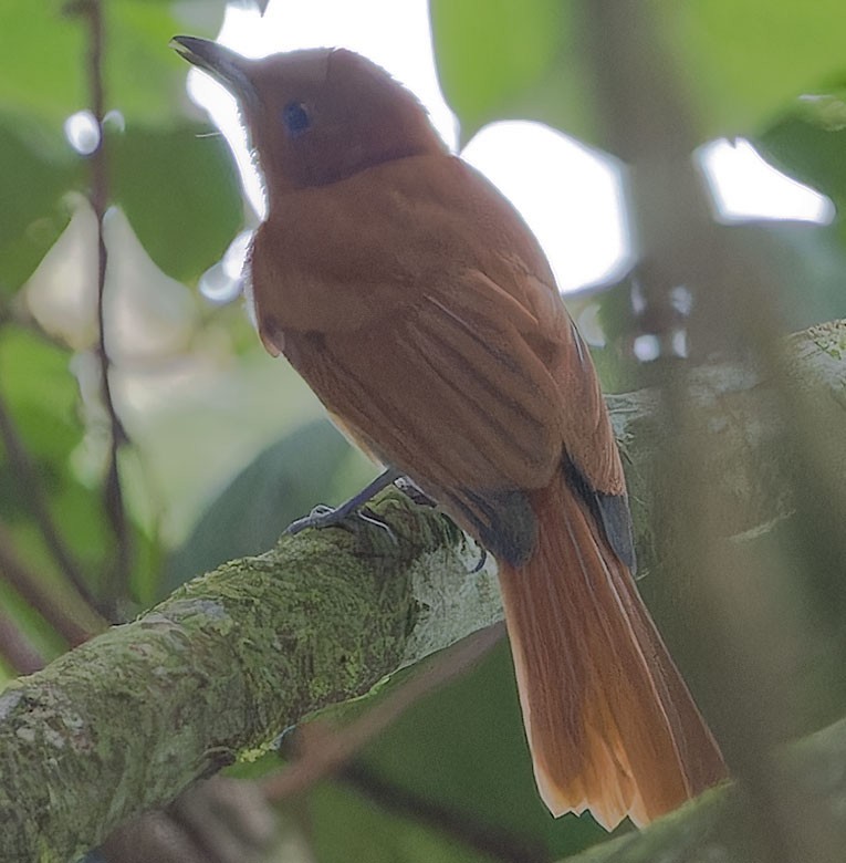 Rufous Paradise-Flycatcher - ML623698609