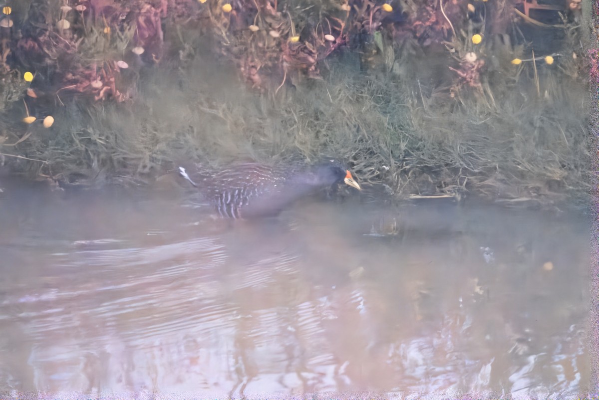 Australian Crake - Raghav Sharma