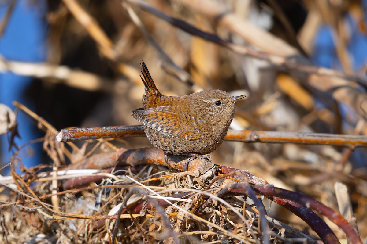 Eurasian Wren - ML623698653