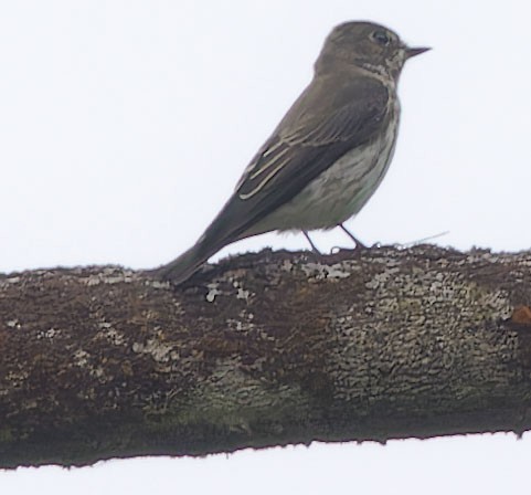 Gray-streaked Flycatcher - ML623698657