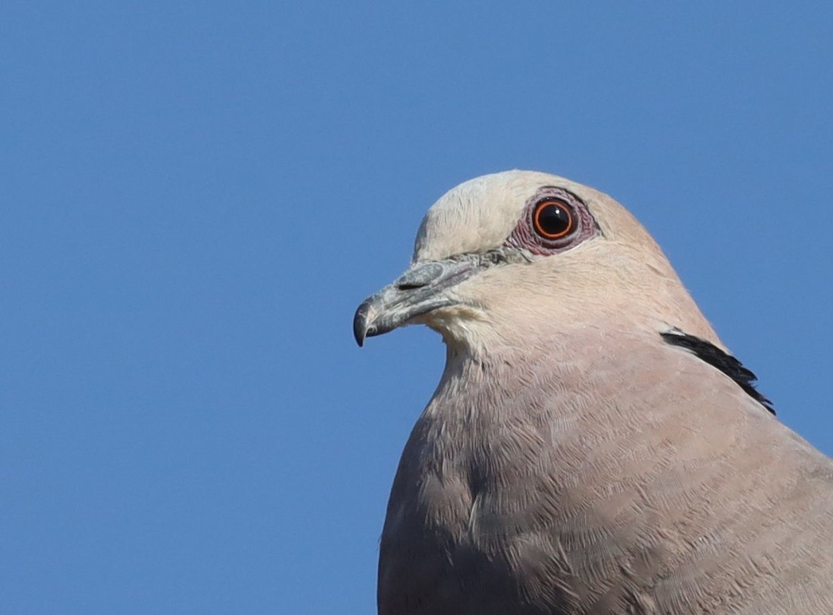 Red-eyed Dove - ML623698667