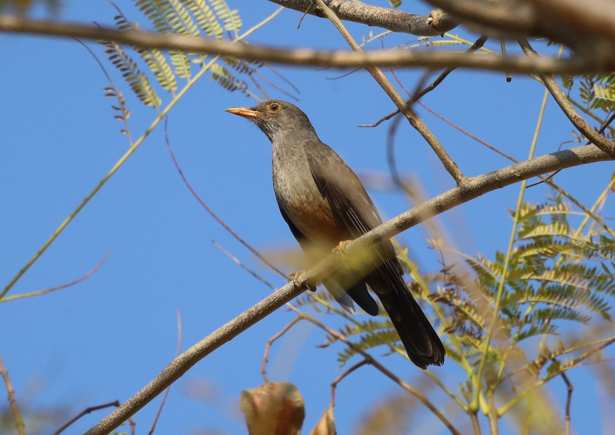 Karoo Thrush - ML623698674