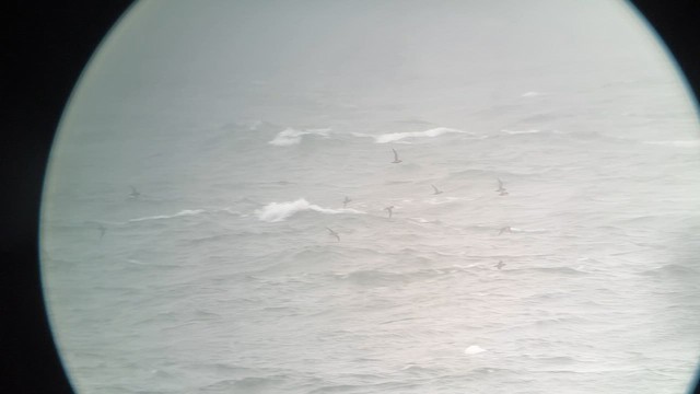 Short-tailed Shearwater - ML623698691