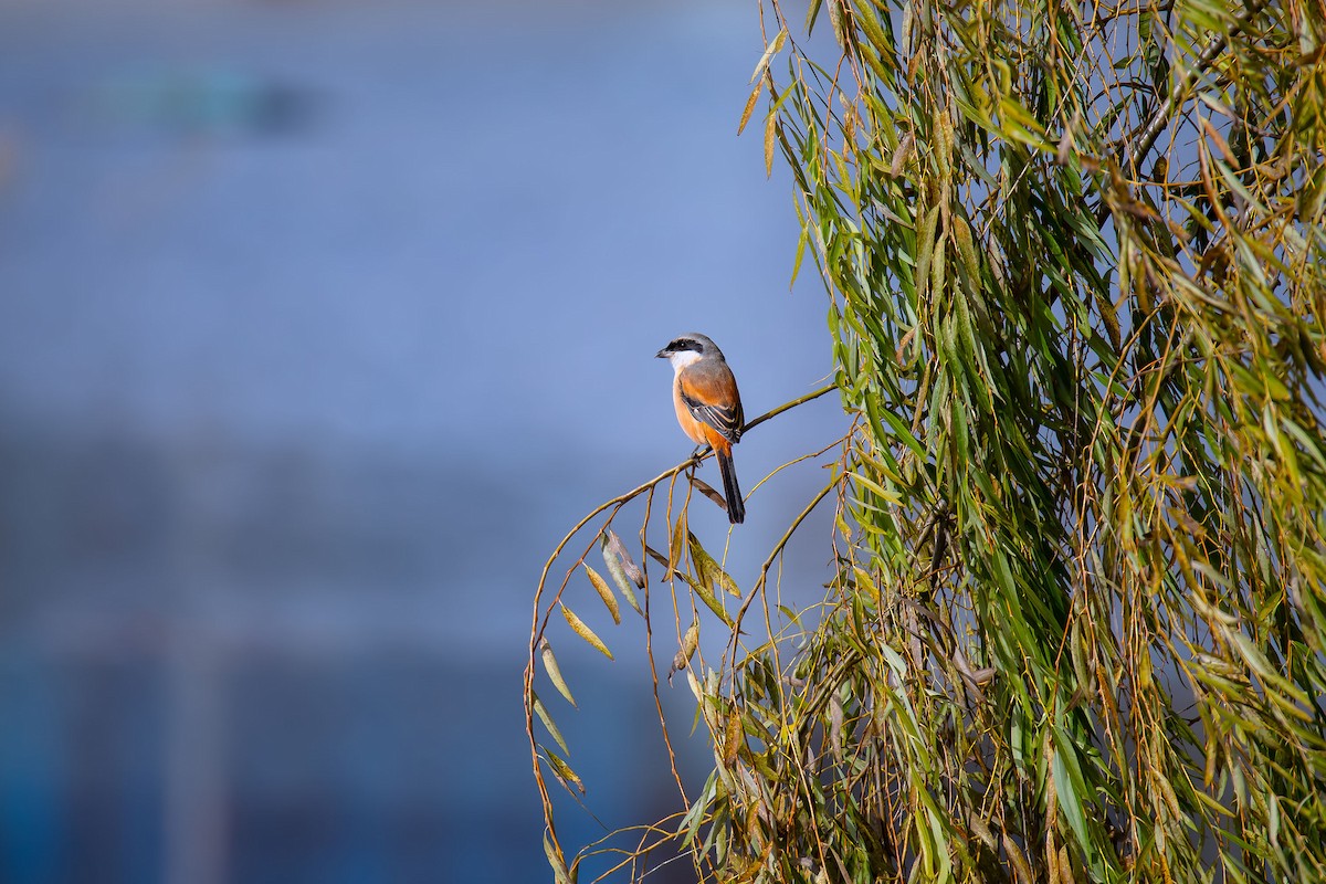 Long-tailed Shrike - ML623698856