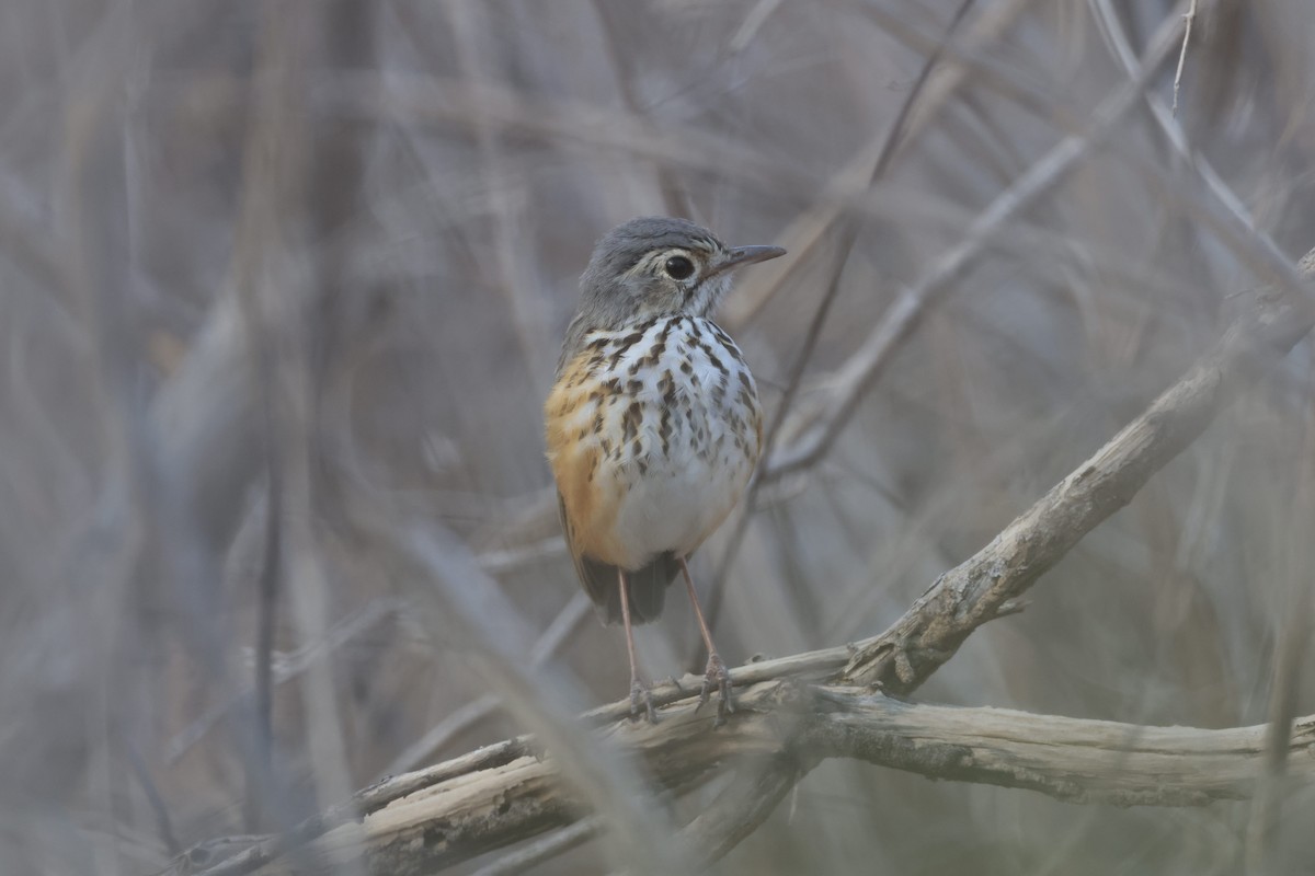 White-browed Antpitta - ML623698904