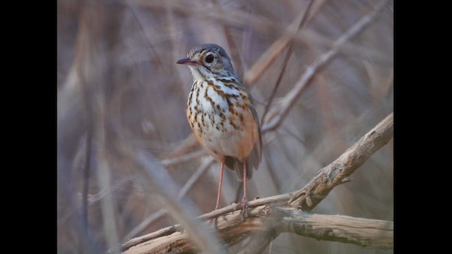 White-browed Antpitta - ML623698905