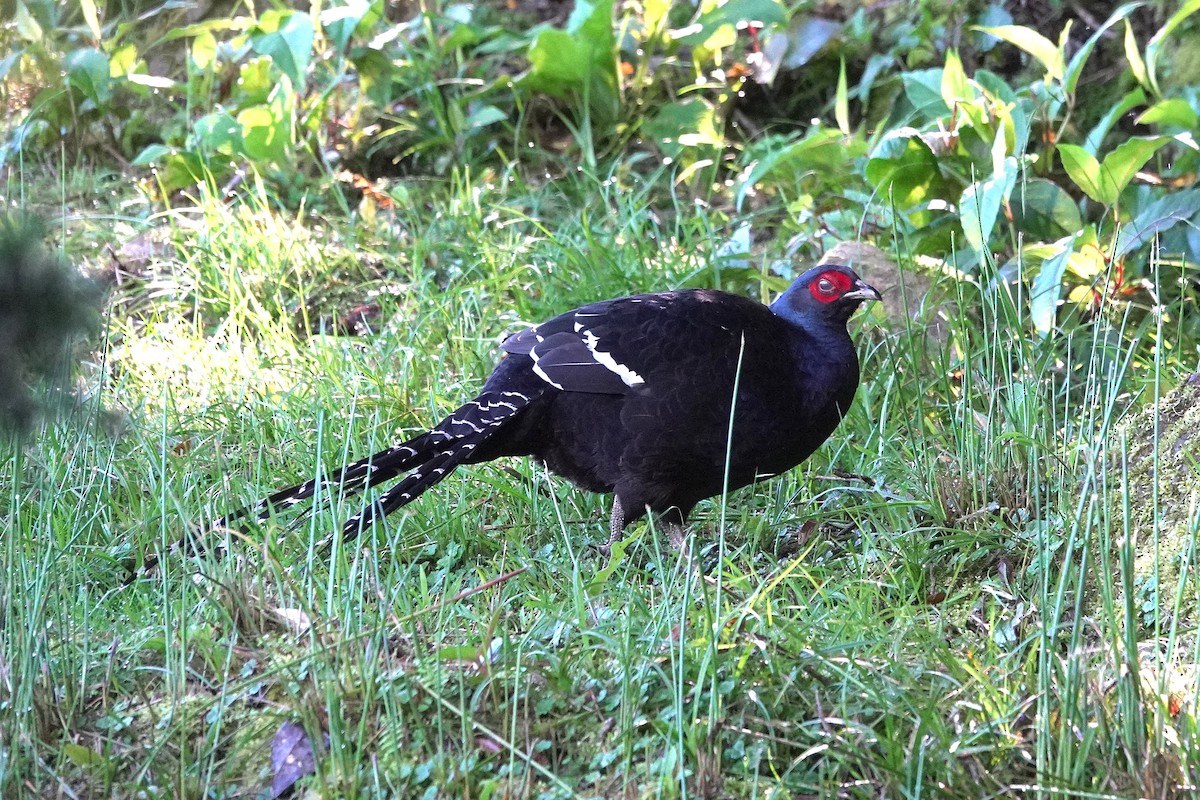 Mikado Pheasant - ML623698936