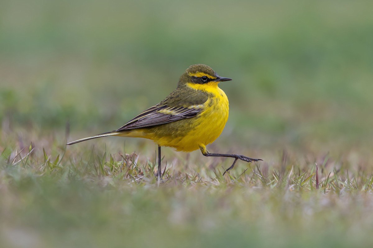 Eastern Yellow Wagtail (Green-headed) - Anonymous