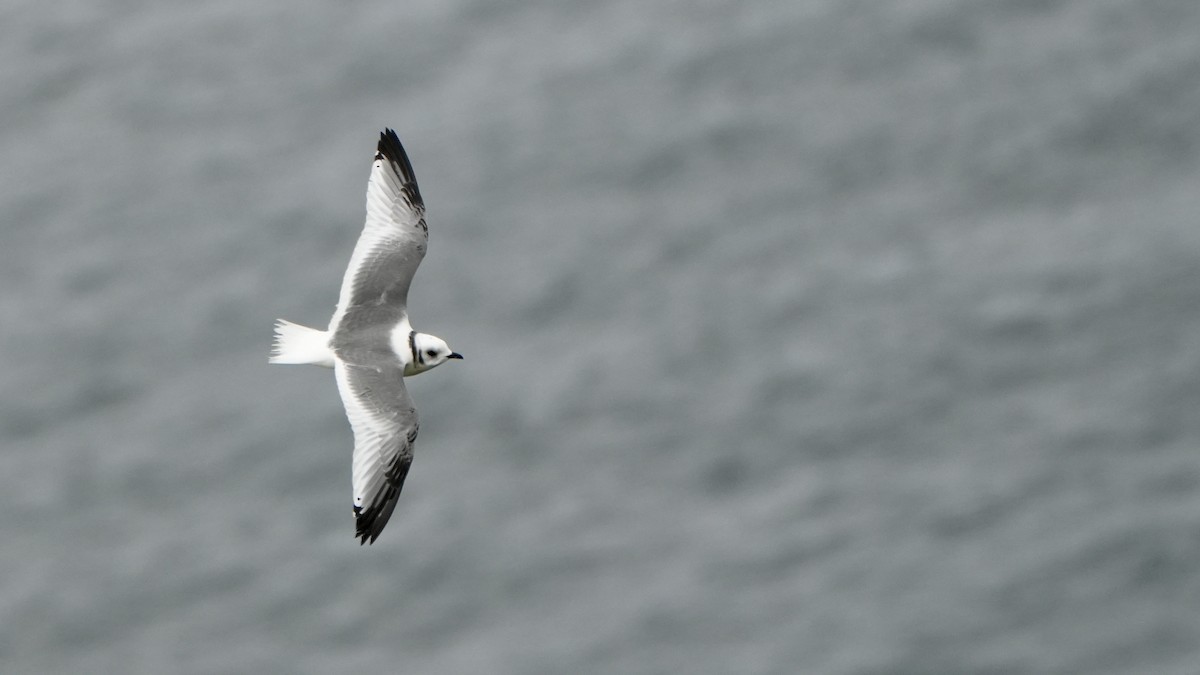 Red-legged Kittiwake - ML623698986