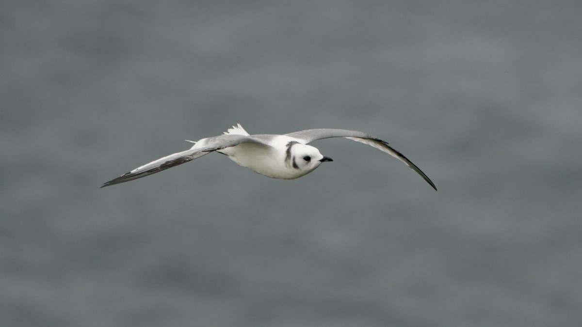 Red-legged Kittiwake - ML623698987