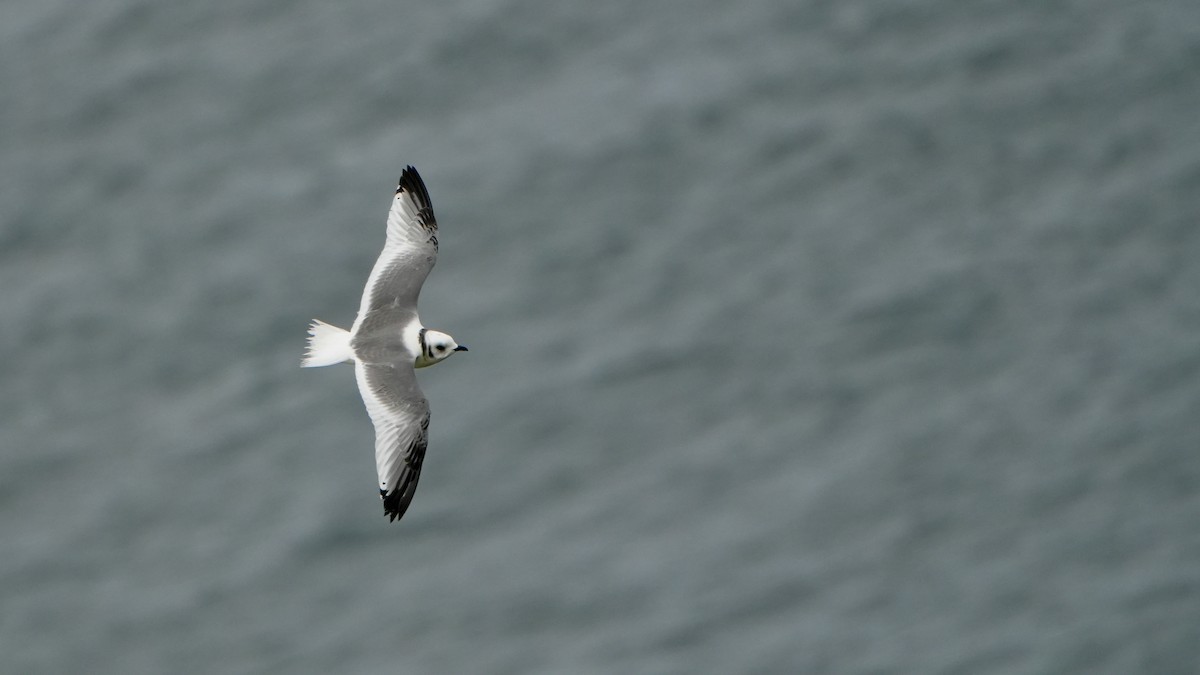 Red-legged Kittiwake - ML623698988