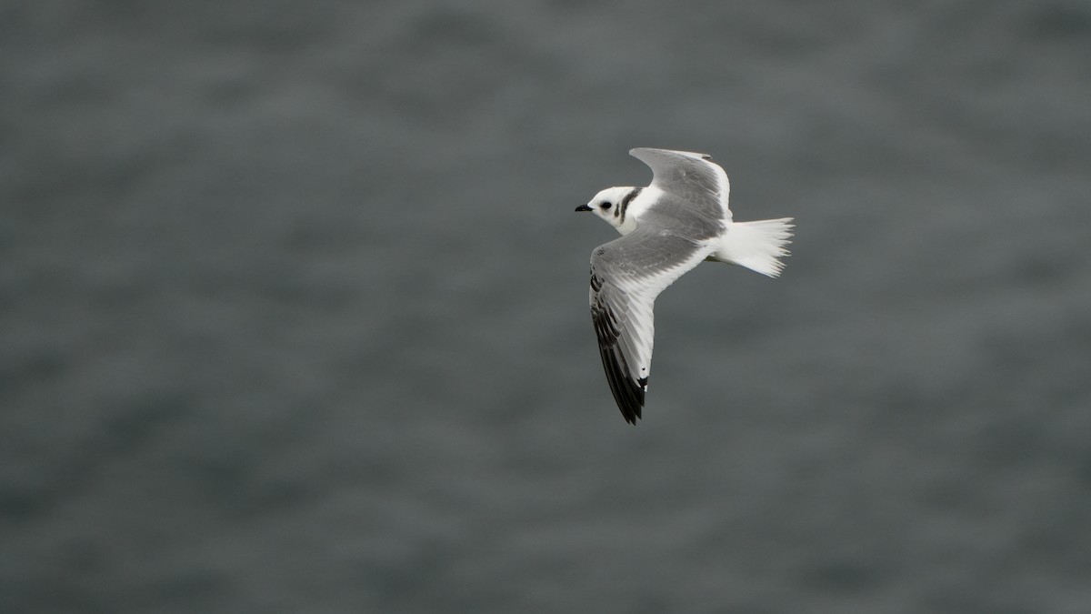 Red-legged Kittiwake - ML623698989