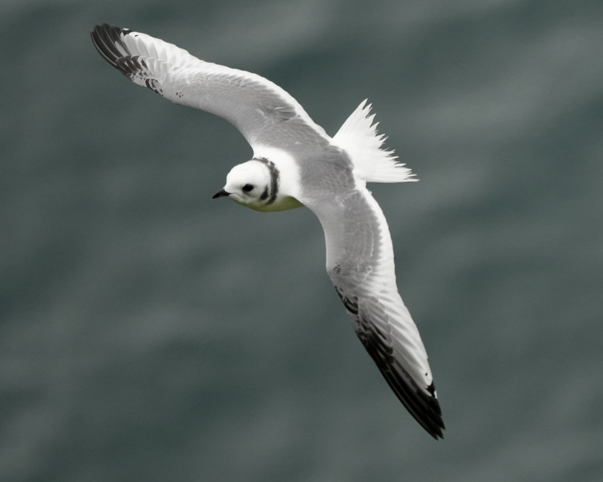 Red-legged Kittiwake - ML623698990