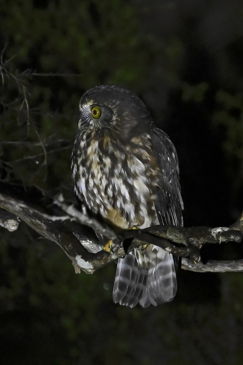 Morepork - ML623698997