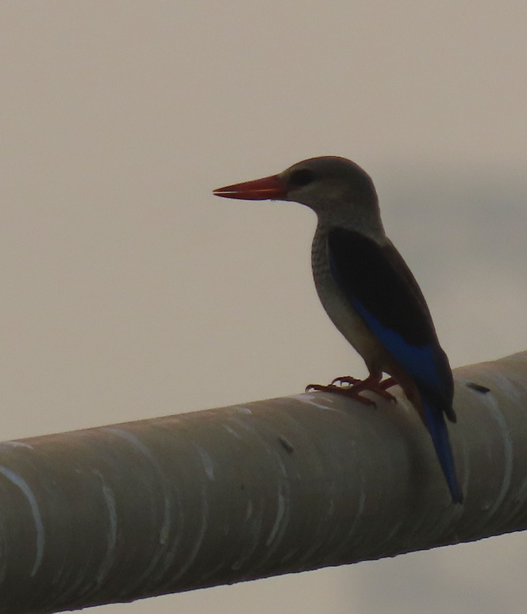 Gray-headed Kingfisher - ML623699007