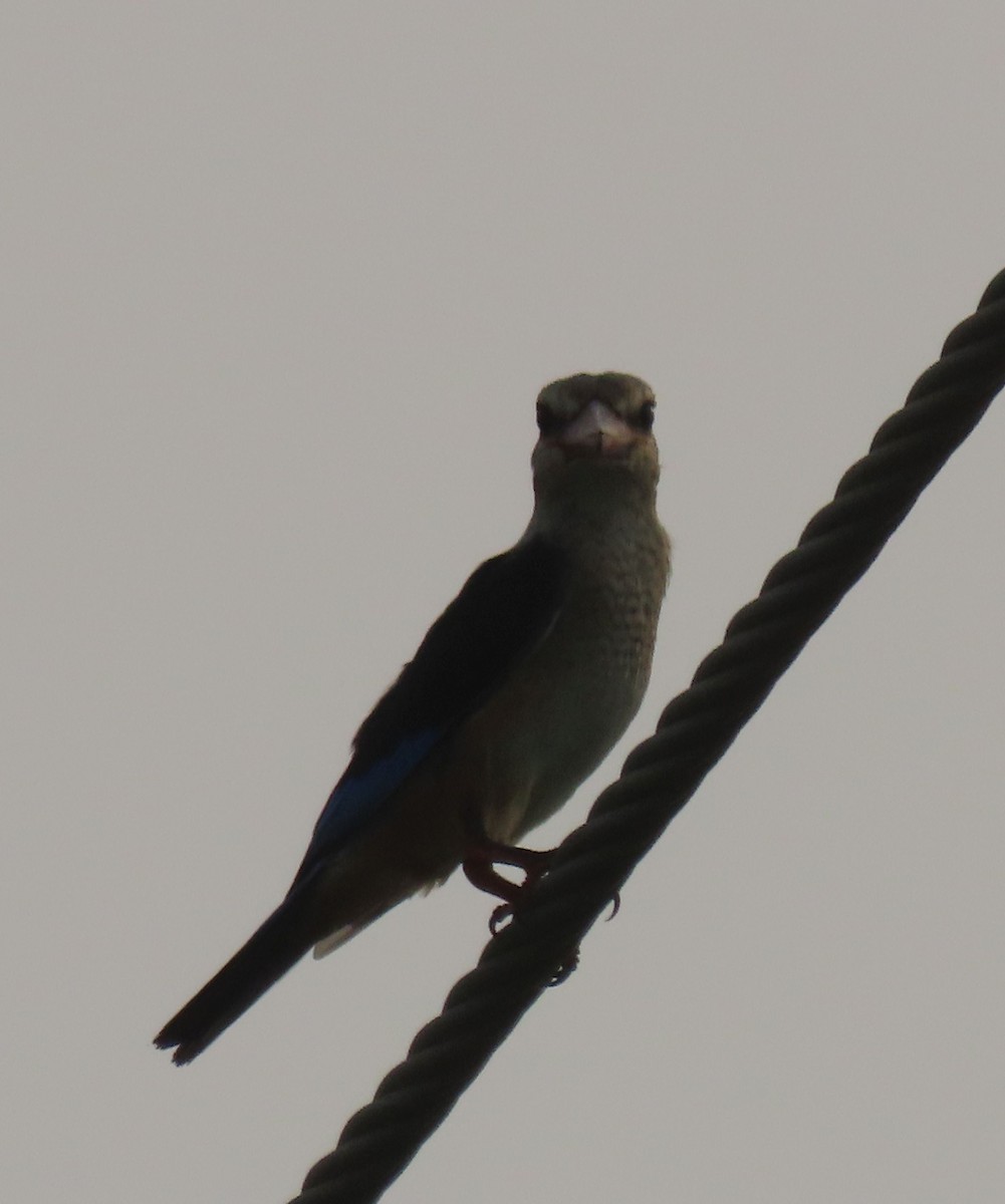 Gray-headed Kingfisher - ML623699008