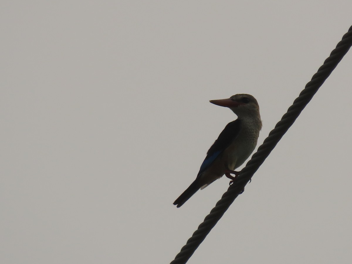 Gray-headed Kingfisher - ML623699009