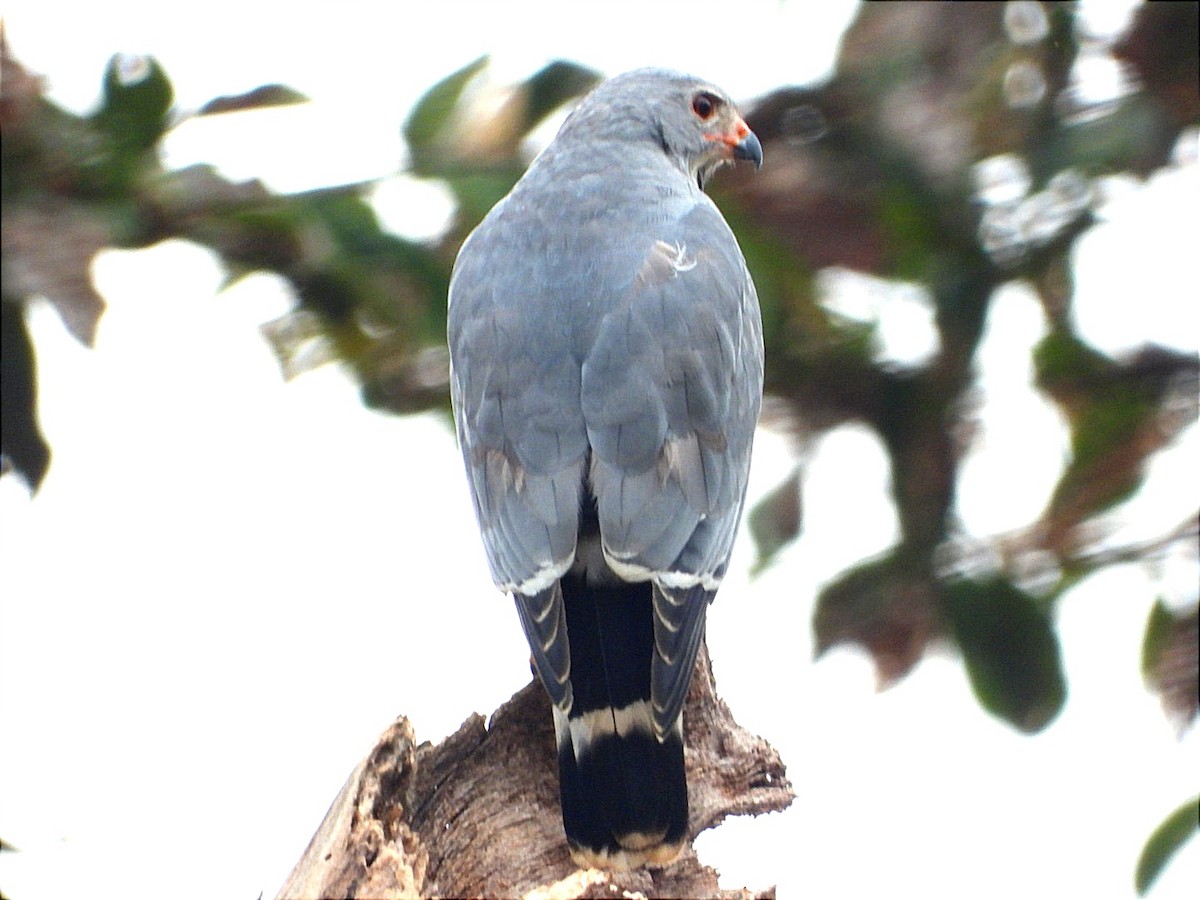 Lizard Buzzard - ML623699018