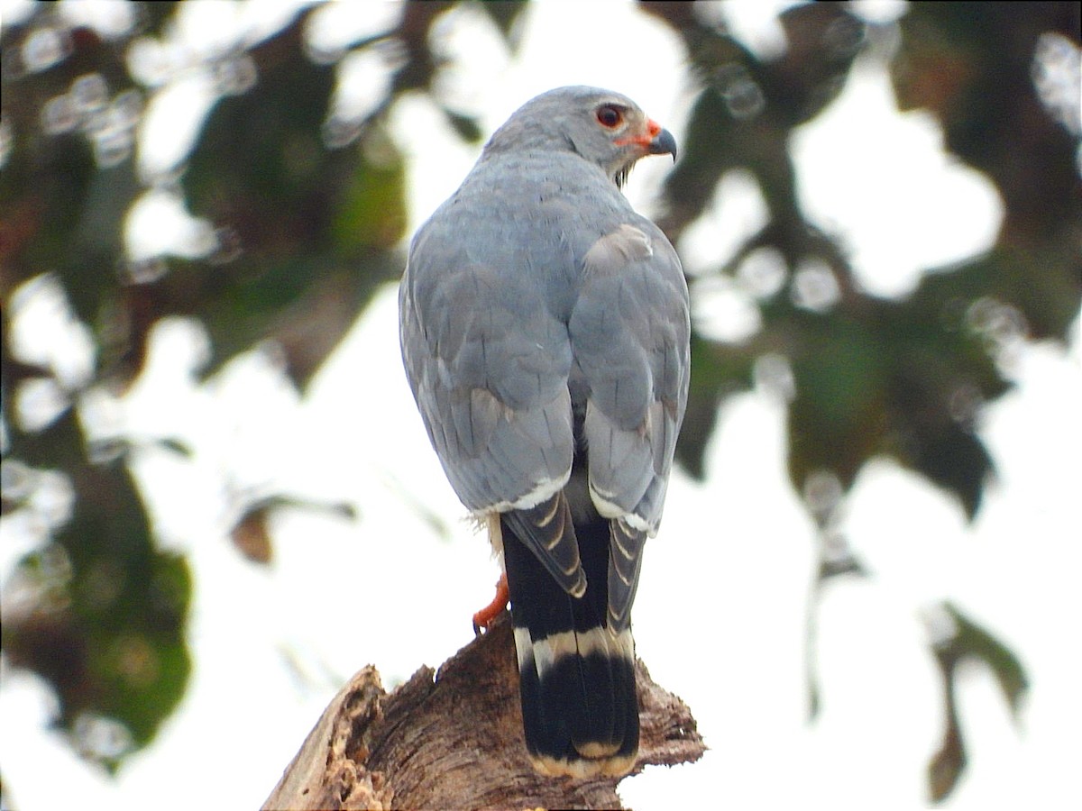 Lizard Buzzard - ML623699019