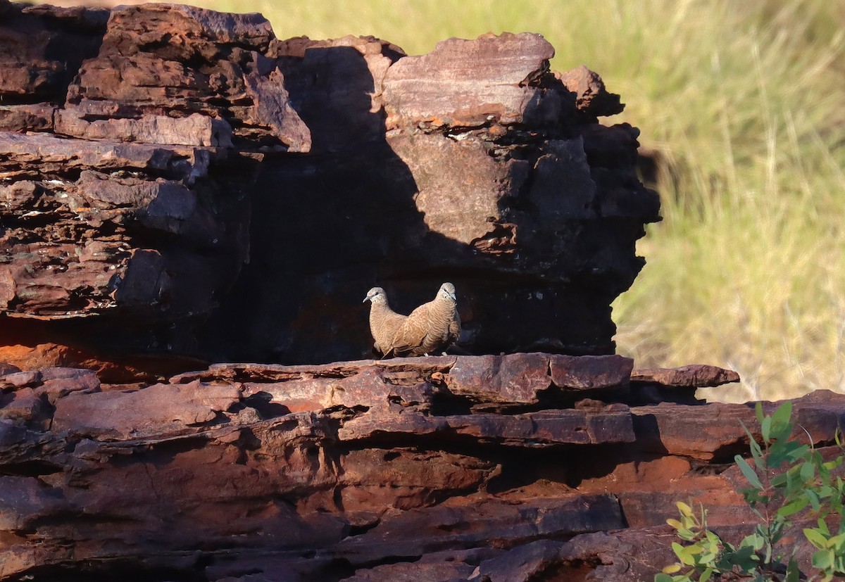 White-quilled Rock-Pigeon - ML623699046