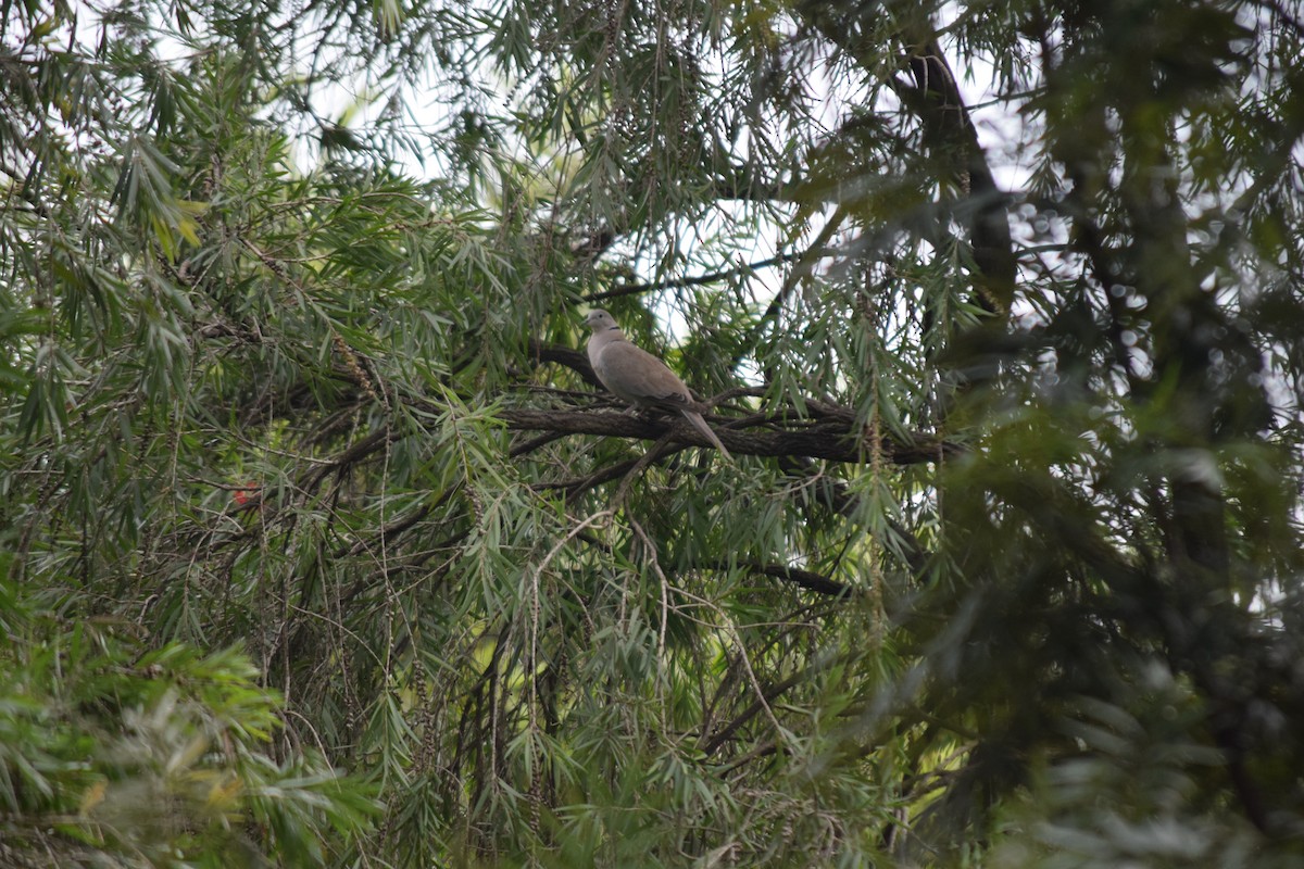 Eurasian Collared-Dove - ML623699090