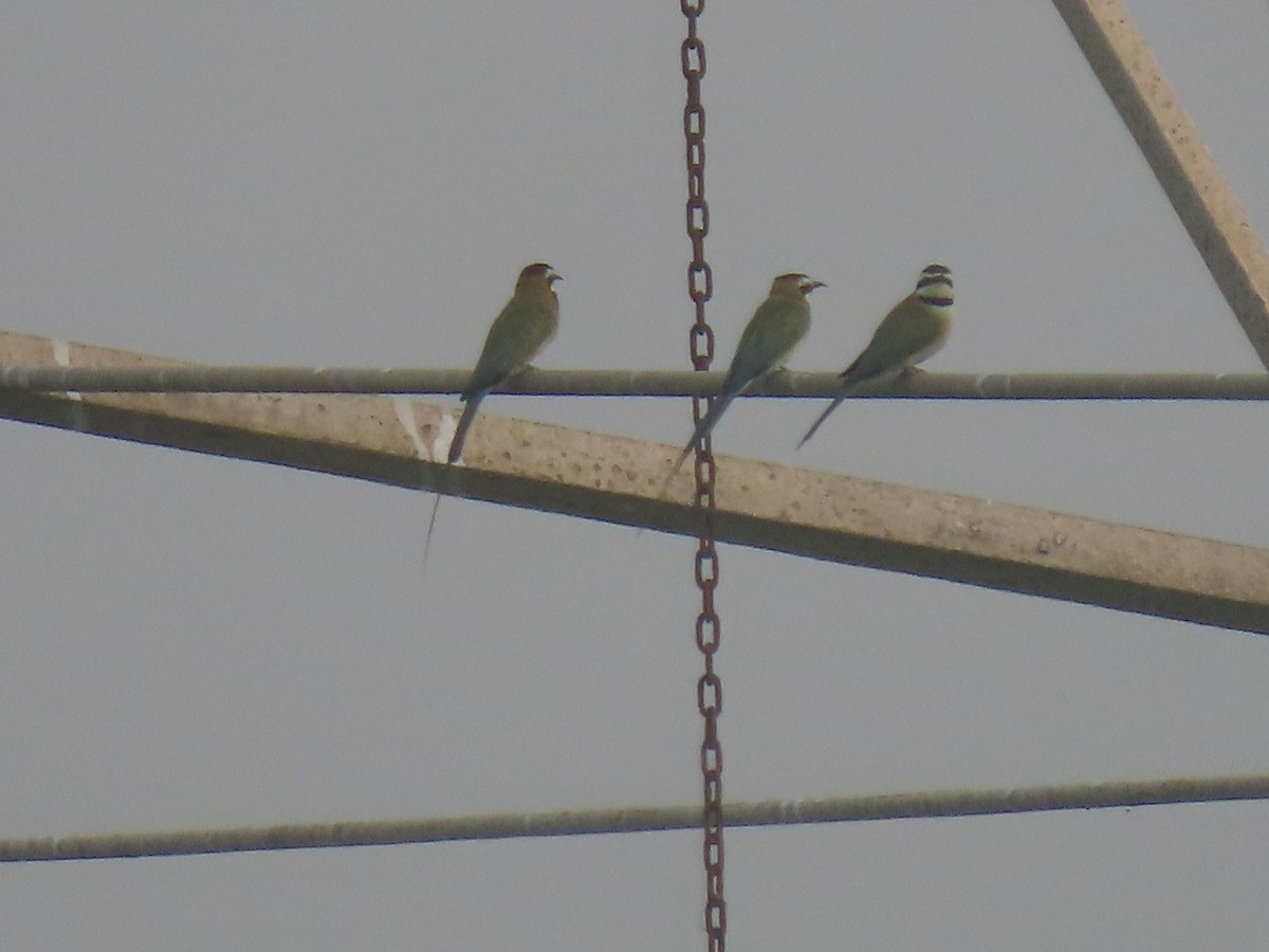 White-throated Bee-eater - ML623699110