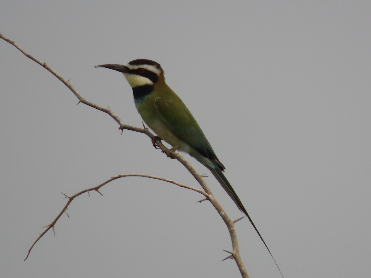 White-throated Bee-eater - Thomas Brooks