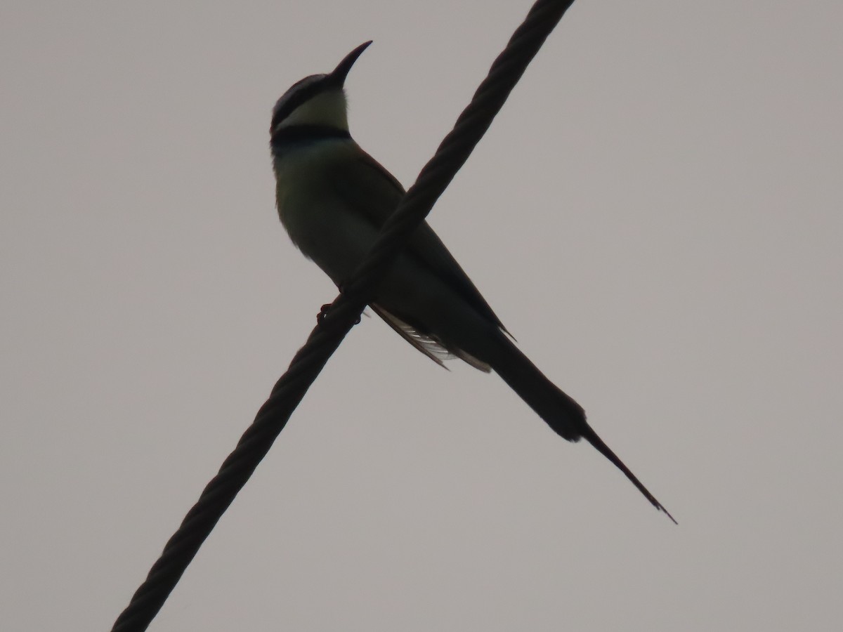 White-throated Bee-eater - ML623699112