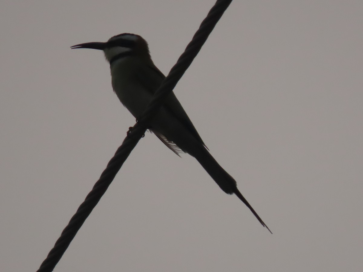 White-throated Bee-eater - ML623699113