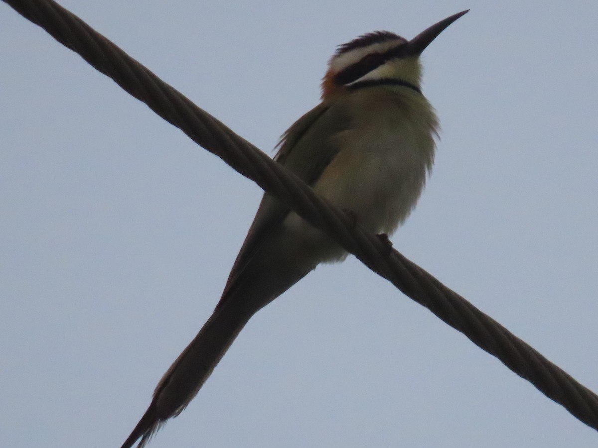 White-throated Bee-eater - ML623699114