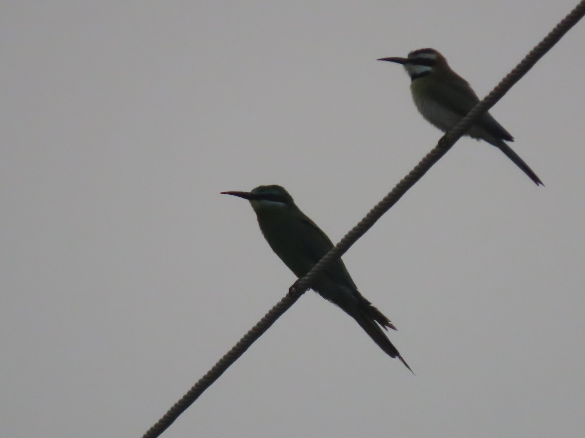 White-throated Bee-eater - ML623699115