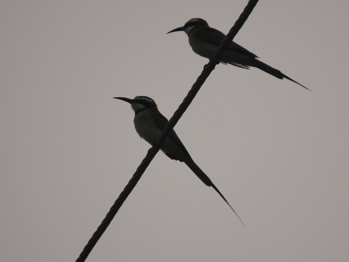 White-throated Bee-eater - ML623699116