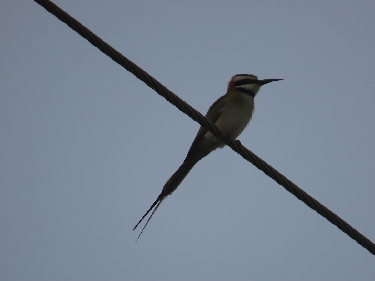 White-throated Bee-eater - ML623699117