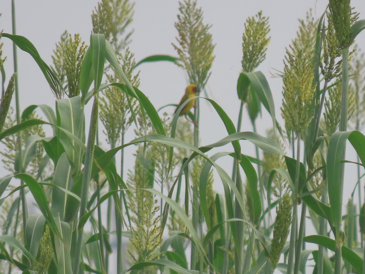 Rüppell's Weaver - Thomas Brooks