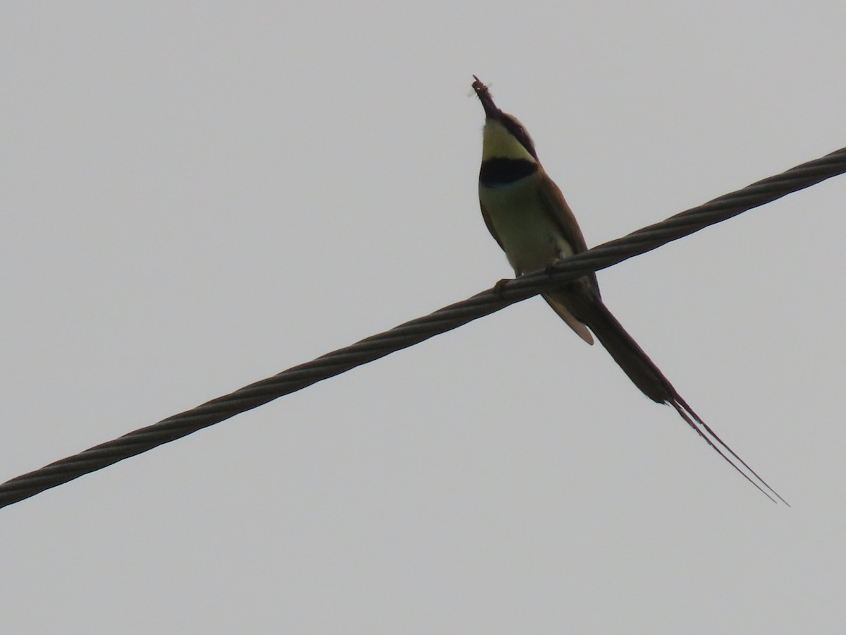 White-throated Bee-eater - ML623699173