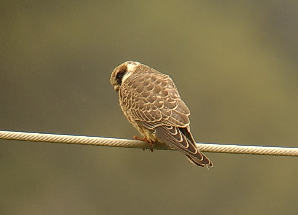 Red-footed Falcon - ML623699189