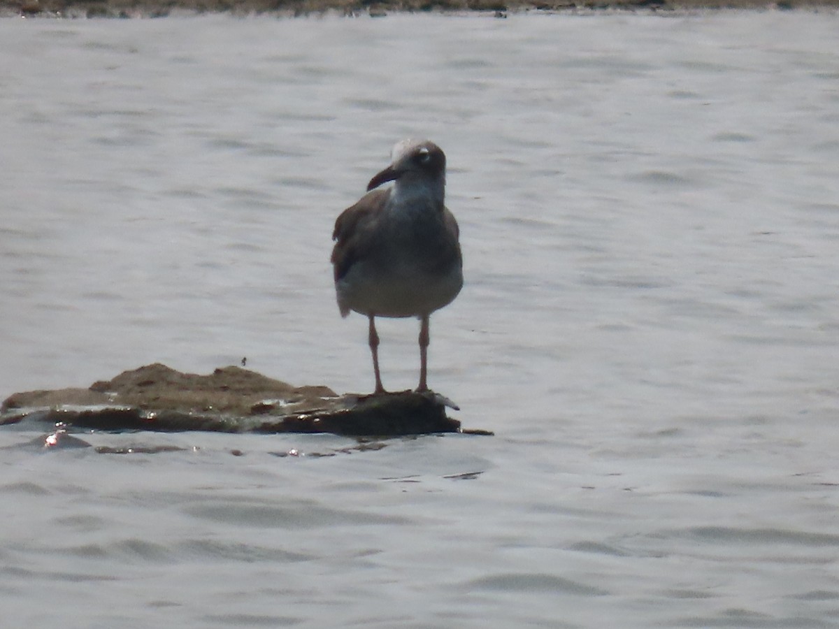 White-eyed Gull - Thomas Brooks