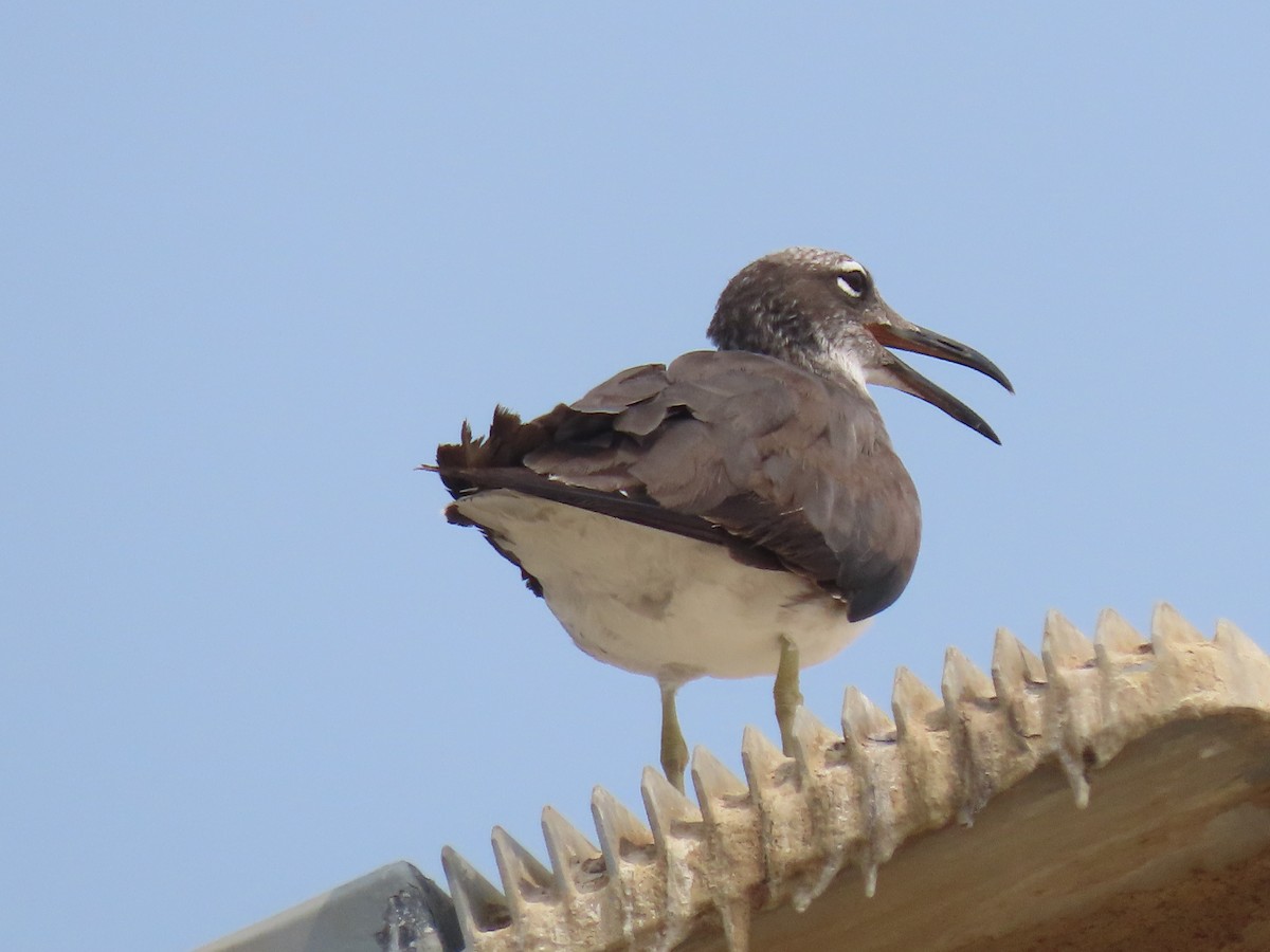 White-eyed Gull - Thomas Brooks