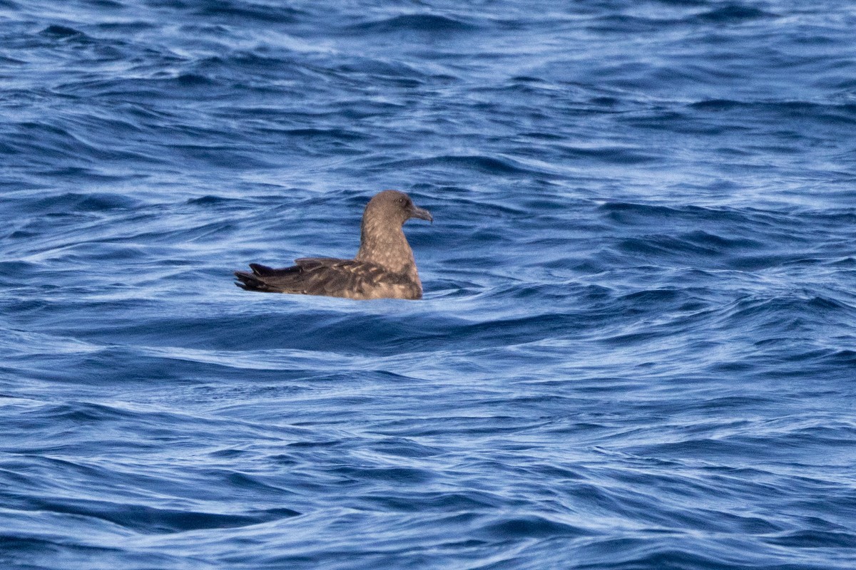 Brown Skua - ML623699255